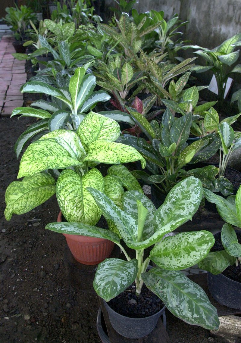 Aglaonema (Aglaonema).