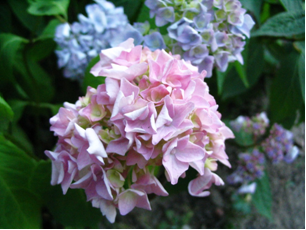 Hortensja ogrodowa (Hydrangea macrophylla)